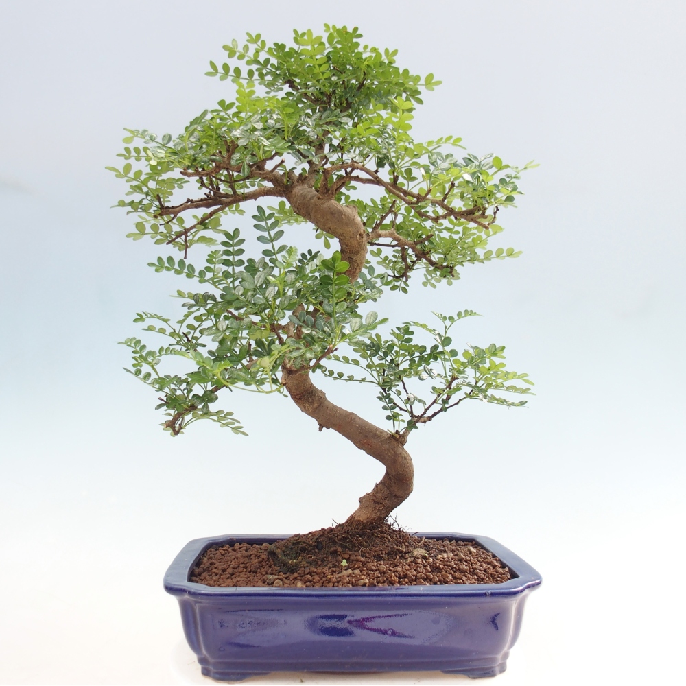 Room bonsai - Zantoxylum piperitum - pepper tree