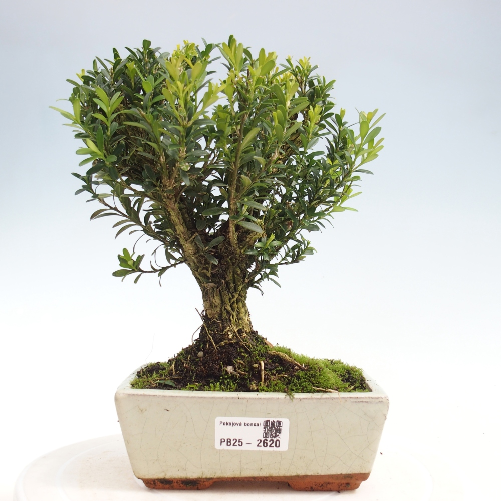 Room Bonsai - Buxus harlandii - Cork boxwood