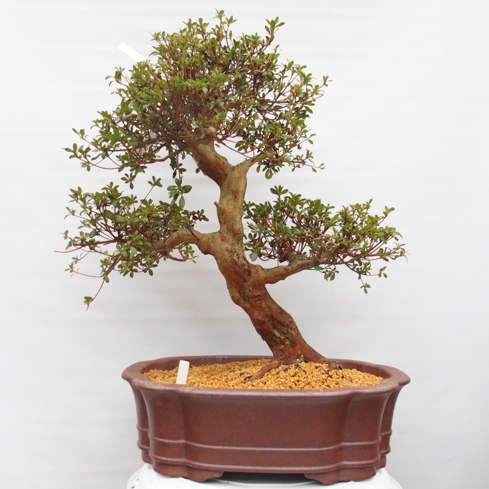 Outdoor bonsai - Japanese Azalea - Azalea Miyabihime
