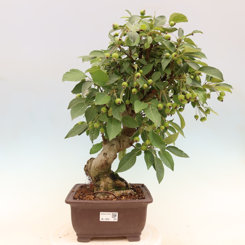 Outdoor bonsai -Malus halliana - Small-fruited apple tree