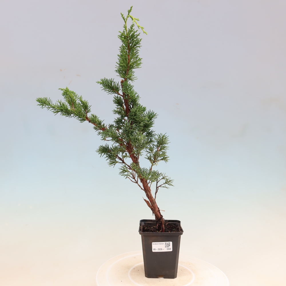 Outdoor bonsai - Juniperus chinensis Kishu