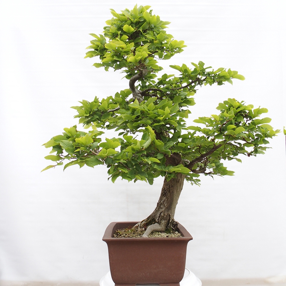 Outdoor bonsai - Hornbeam - Carpinus betulus