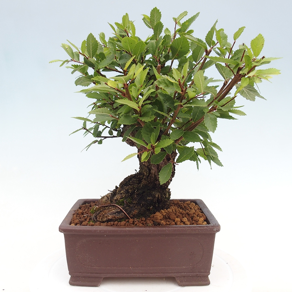 Outdoor bonsai - Zelkova - Zelkova serrata