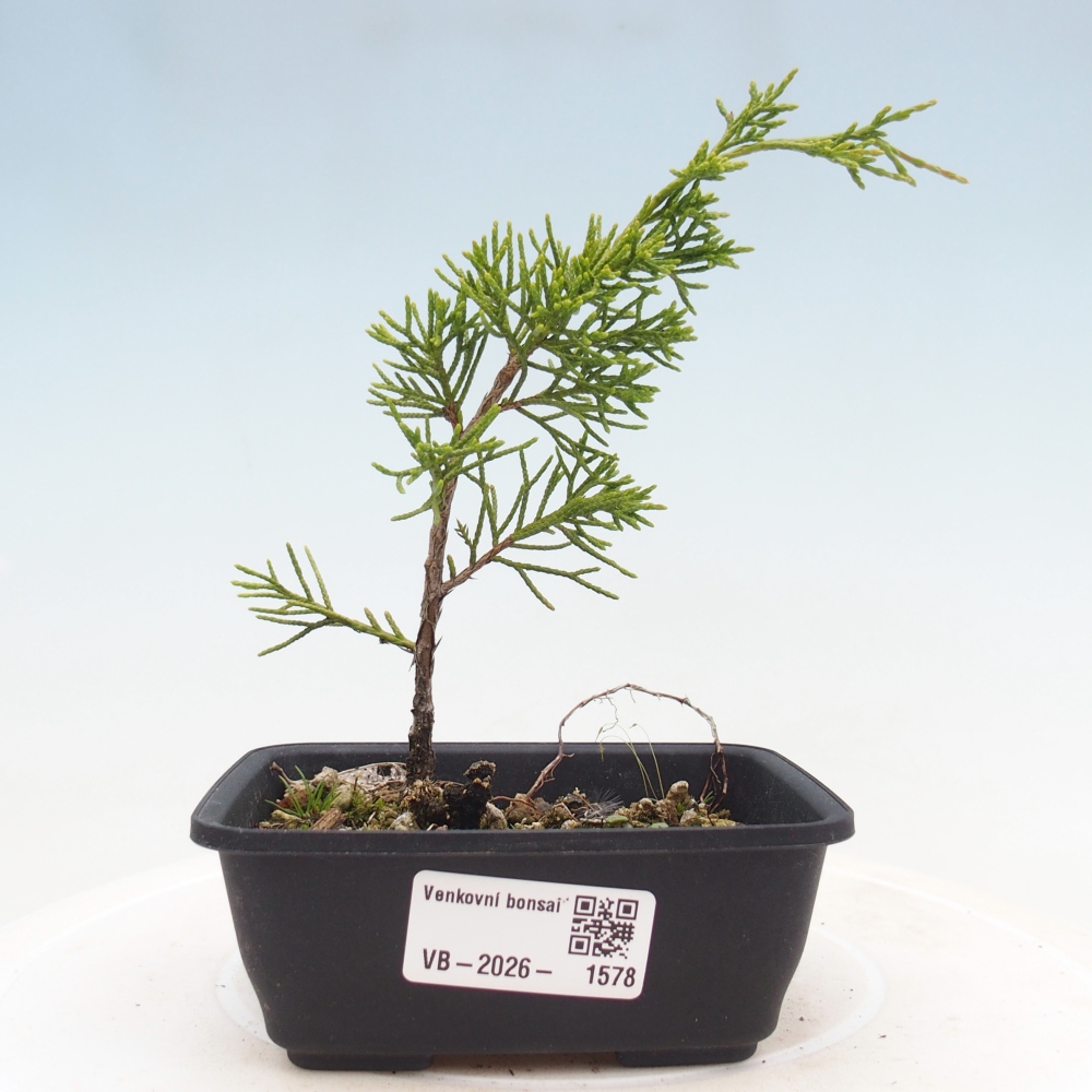 Outdoor bonsai - Juniperus chinensis Itoigawa
