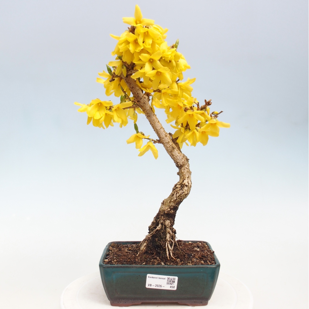 Outdoor bonsai - Zlatice - Forsythia intermedia
