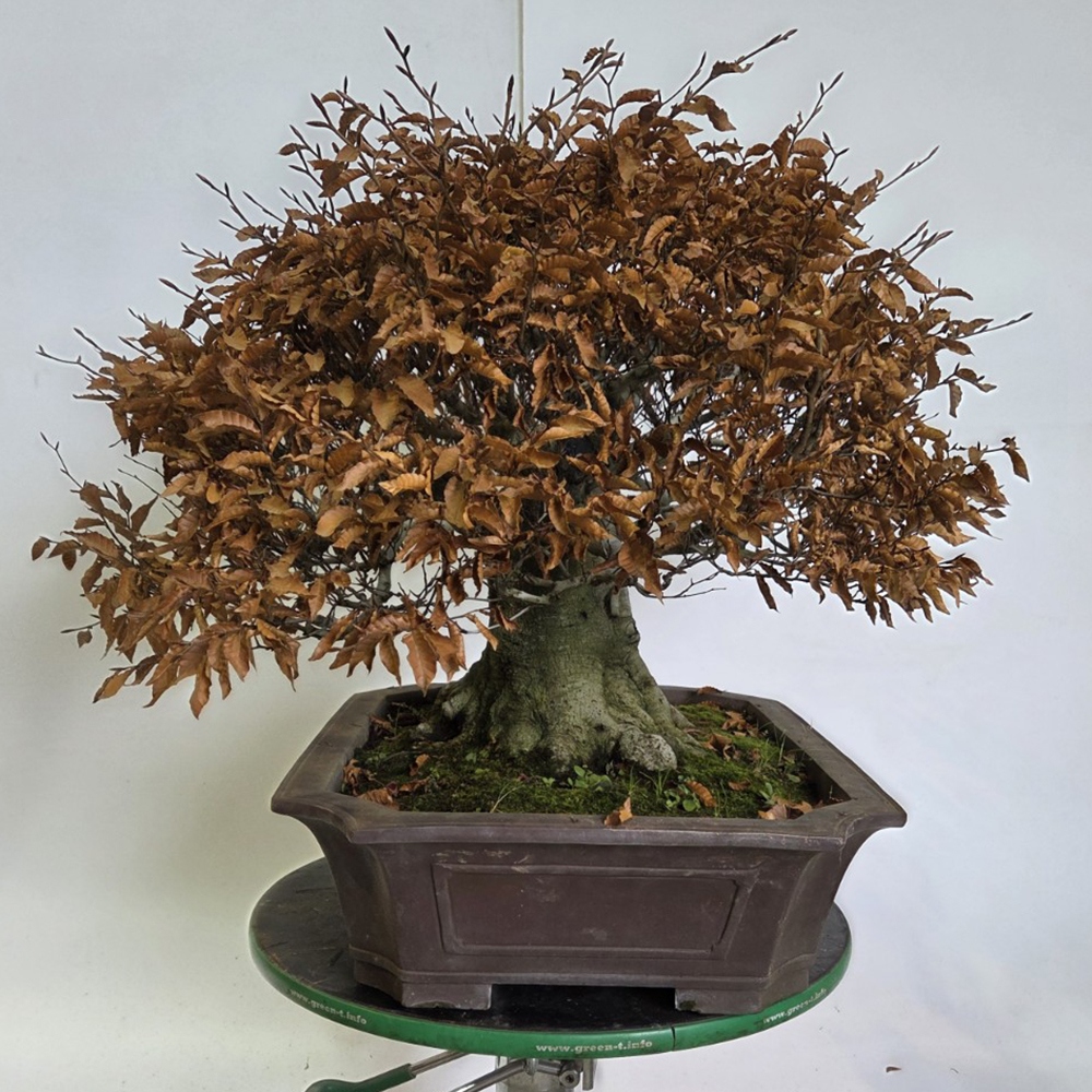 Outdoor bonsai -Fagus crenata