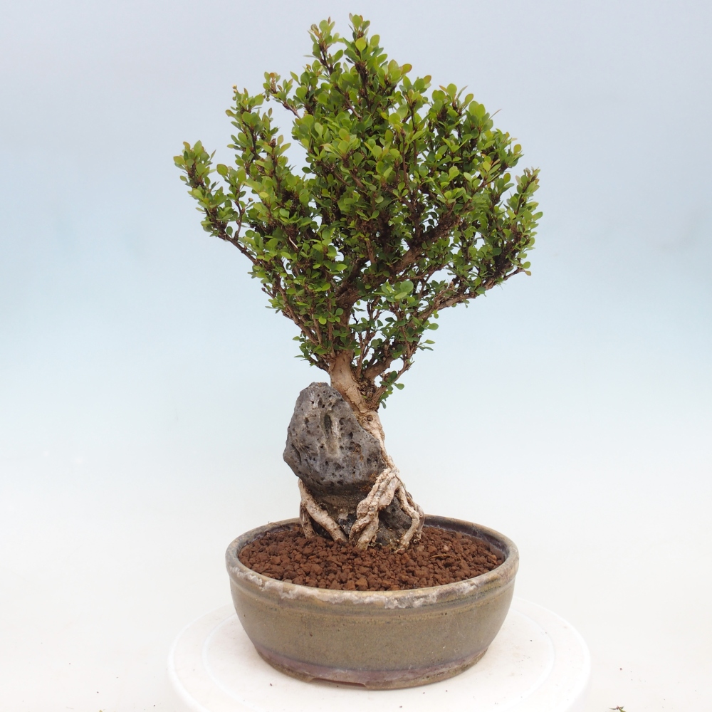 Outdoor bonsai - Berberis coreana