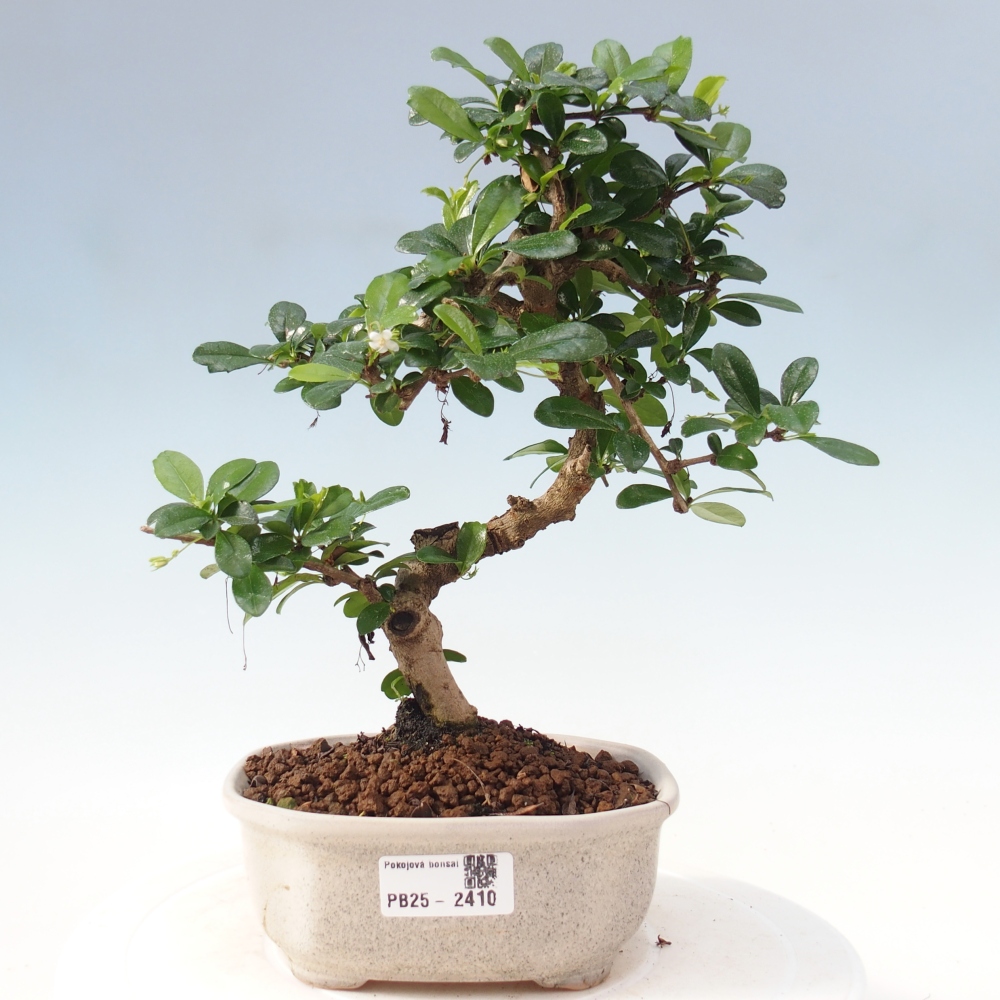 Indoor bonsai - Carmona macrophylla - Fuki tea