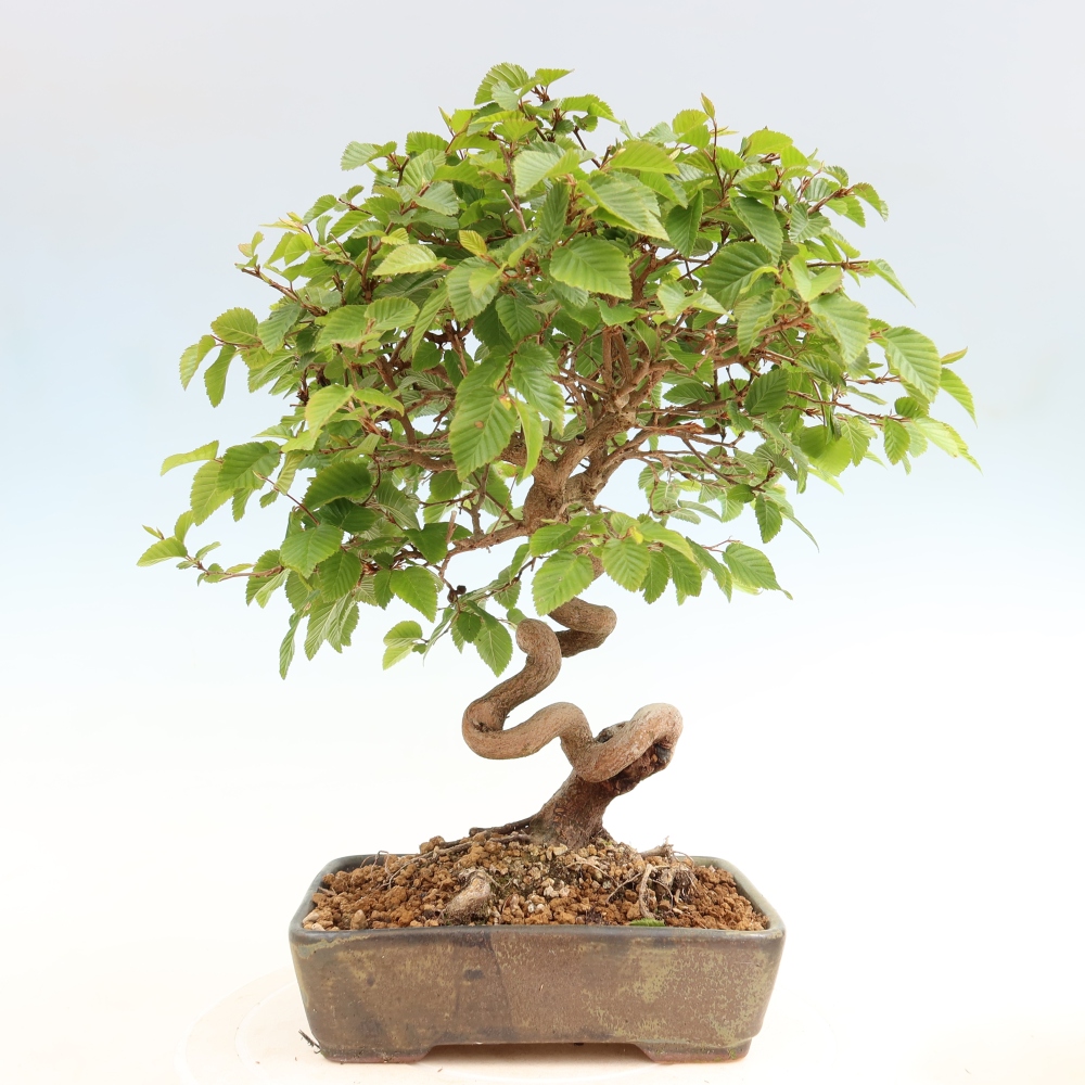 Outdoor bonsai -Carpinus coreana - Korean Hornbeam