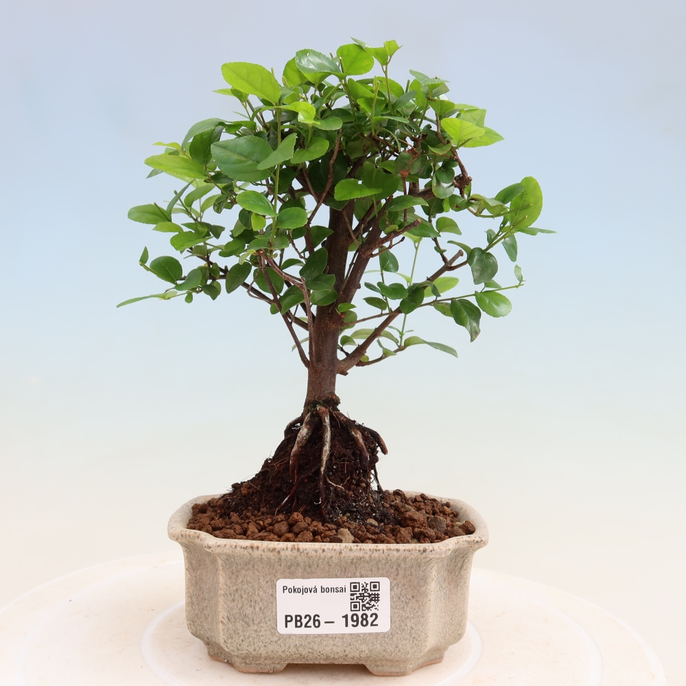 Room bonsai - Sageretia thea - Sageretia thea
