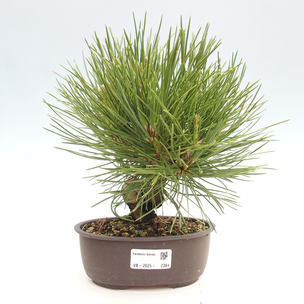 Outdoor bonsai - Pinus thunbergii - Thunbergia pine