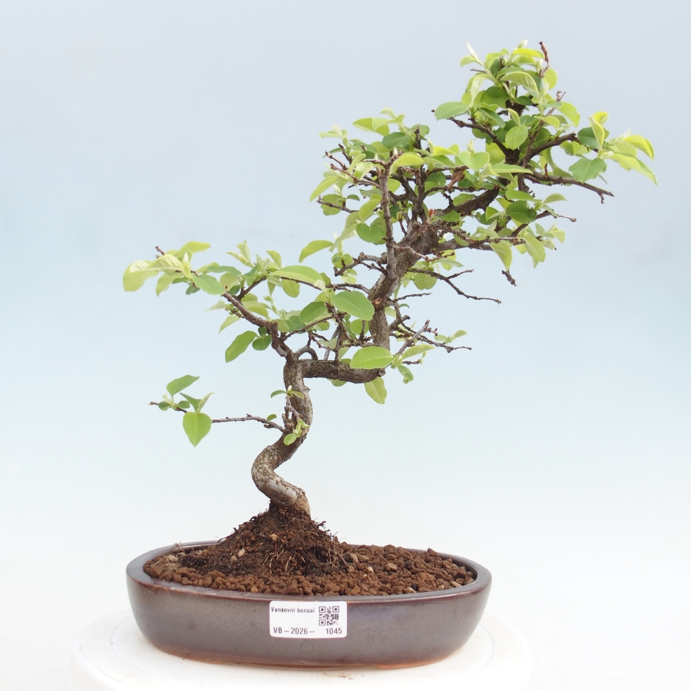 Outdoor bonsai - Chaneomeles chinensis