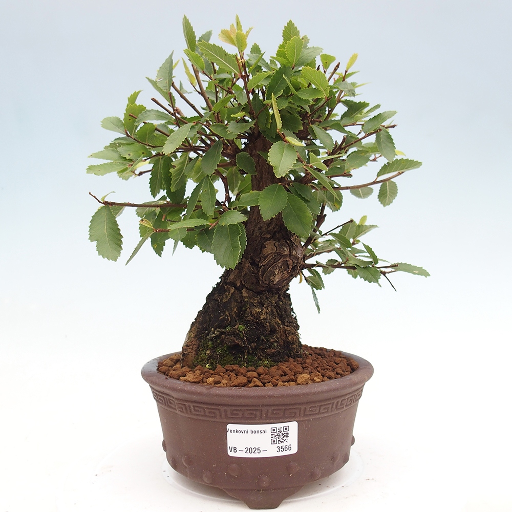 Outdoor bonsai - Zelkova - Zelkova NIRE