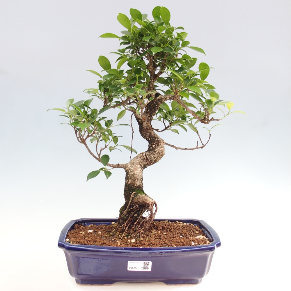 Indoor bonsai - Ficus kimmen - small-leaved ficus
