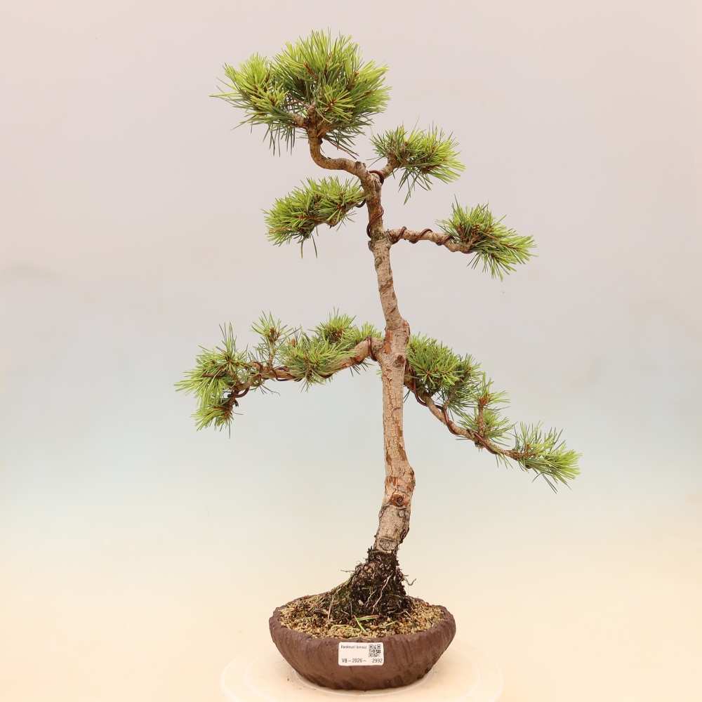 Outdoor Bonsai - Pinus sylvestris 'Watererri' - Scots Pine