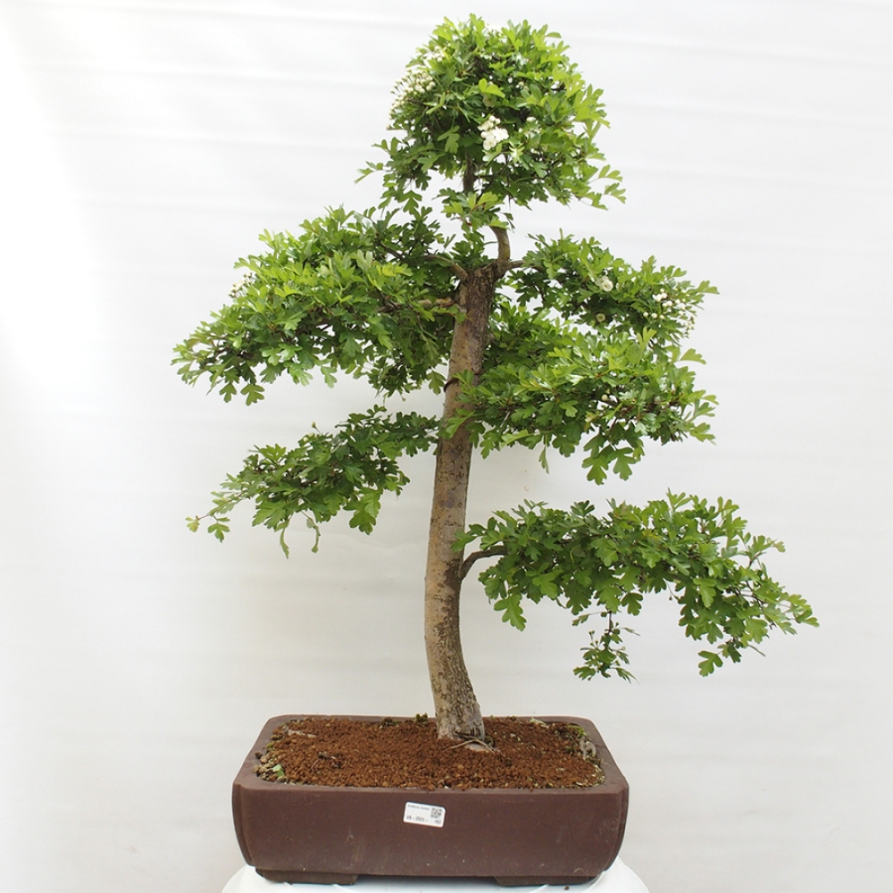 Outdoor bonsai - Hawthorn - Crataegus monogyna