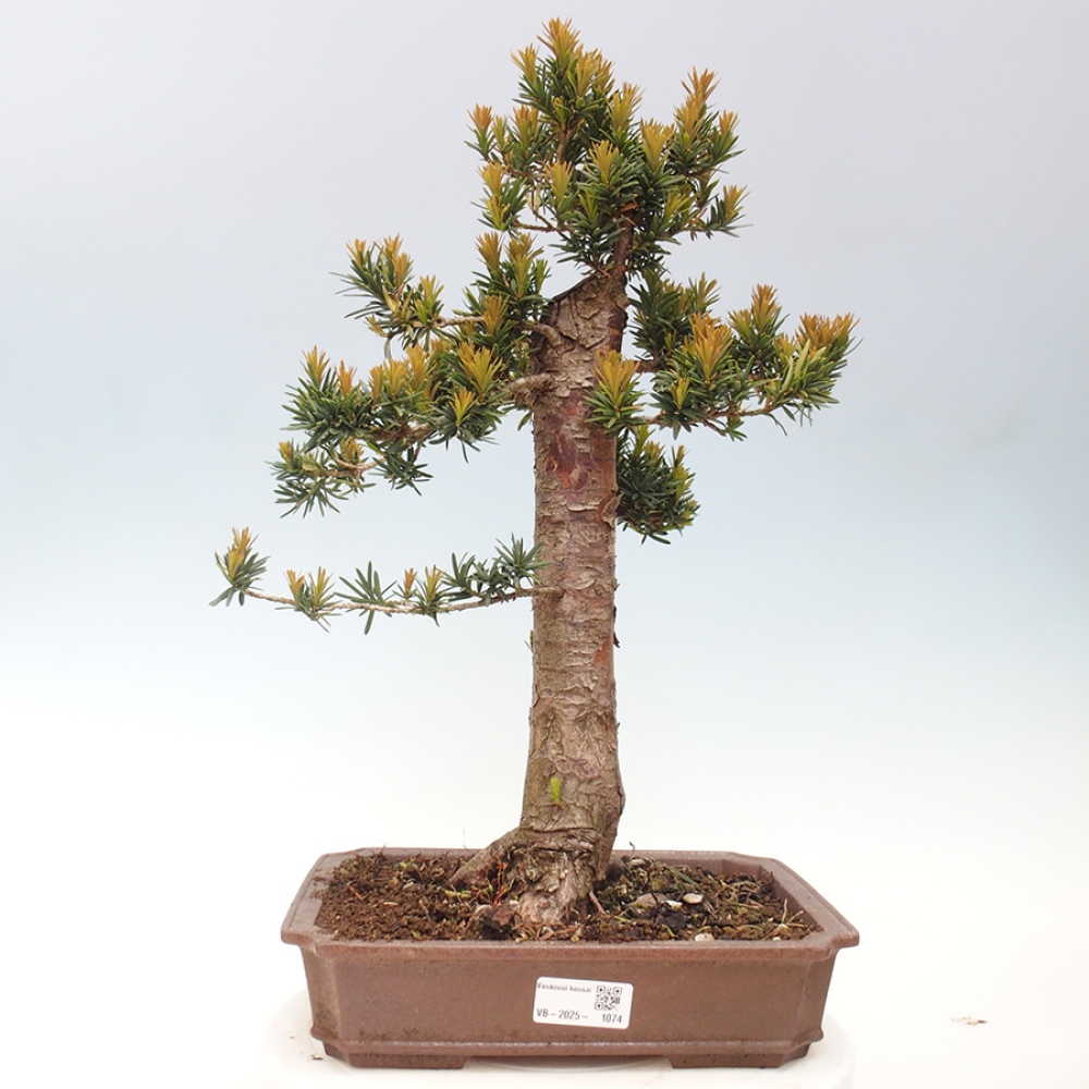 Outdoor bonsai - Taxus cuspidata - Japanese yew