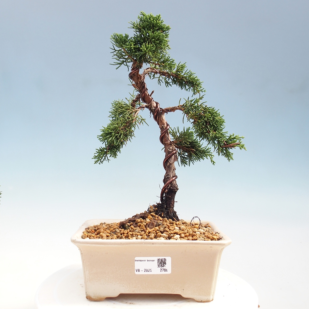 Outdoor bonsai - Juniperus chinensis Kishu - Chinese Juniper
