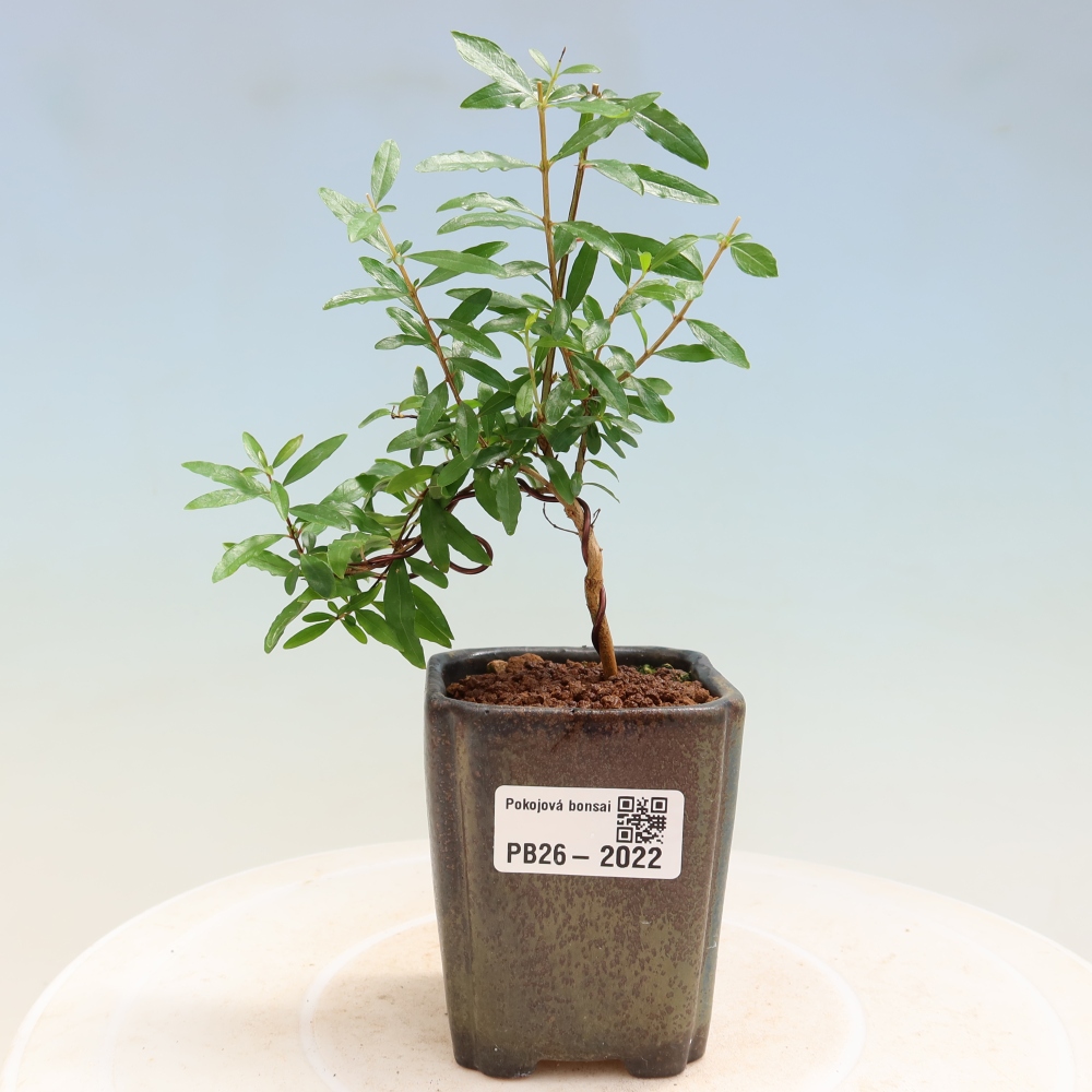 Room bonsai-PUNICA granatum nana-Granate apple