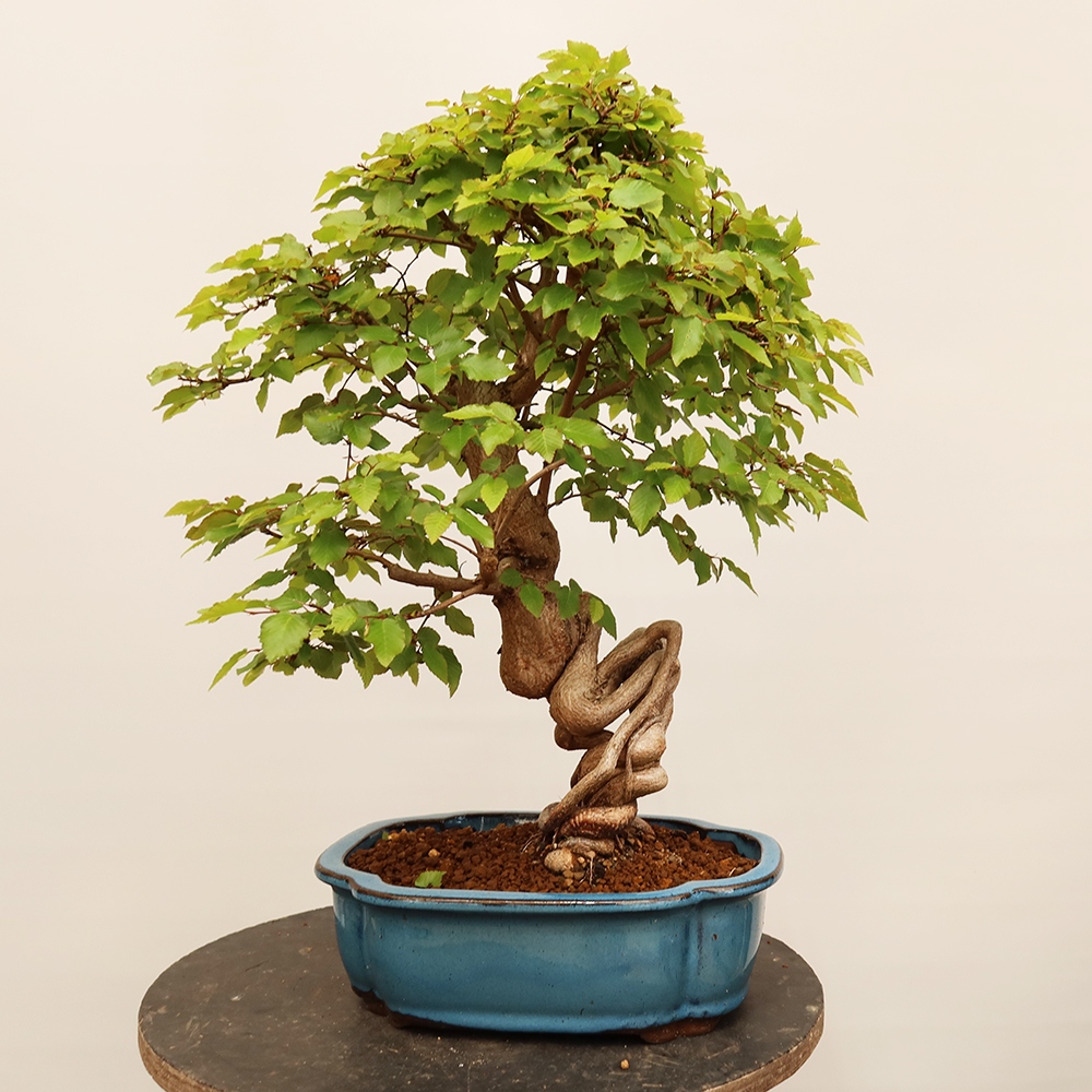 Outdoor bonsai - Carpinus Coreana - Korean hornbeam
