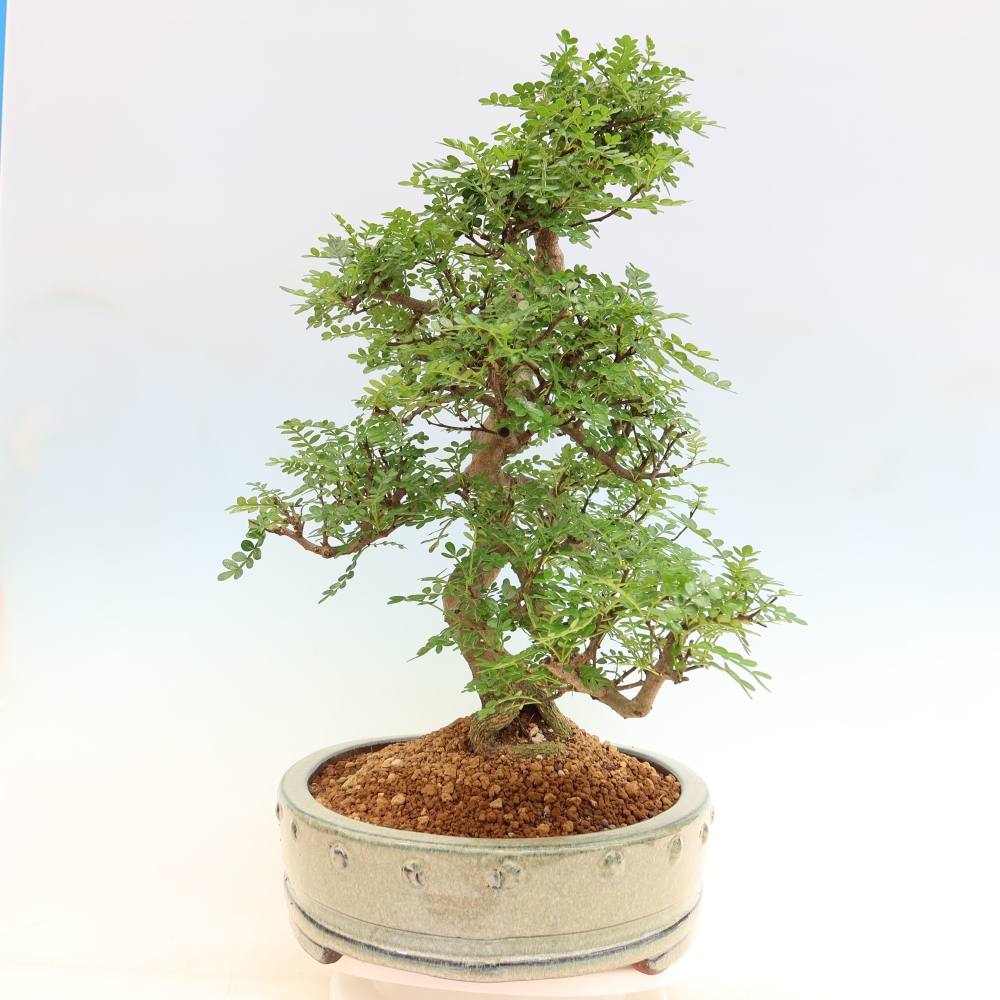 Room bonsai - Zantoxylum piperitum - pepper tree
