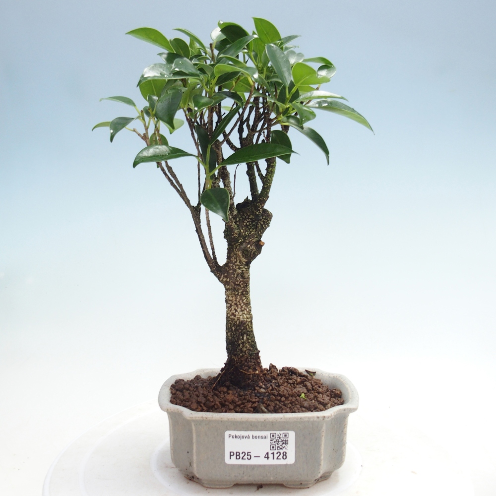 Room bonsai Ficus retusa kimmen