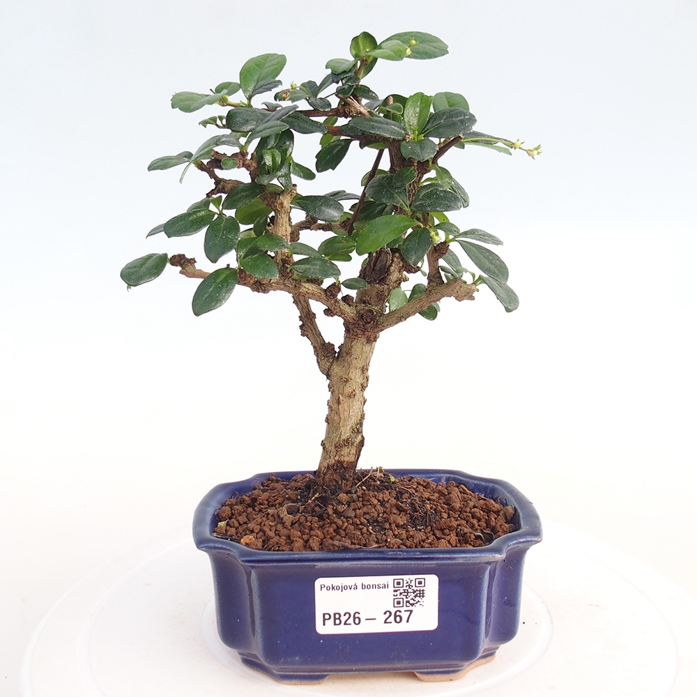 Room bonsai - Carmona macrophylla - Tea fuki