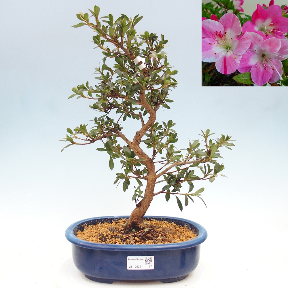 Outdoor bonsai - Japanese Azalea - Azalea Reiko