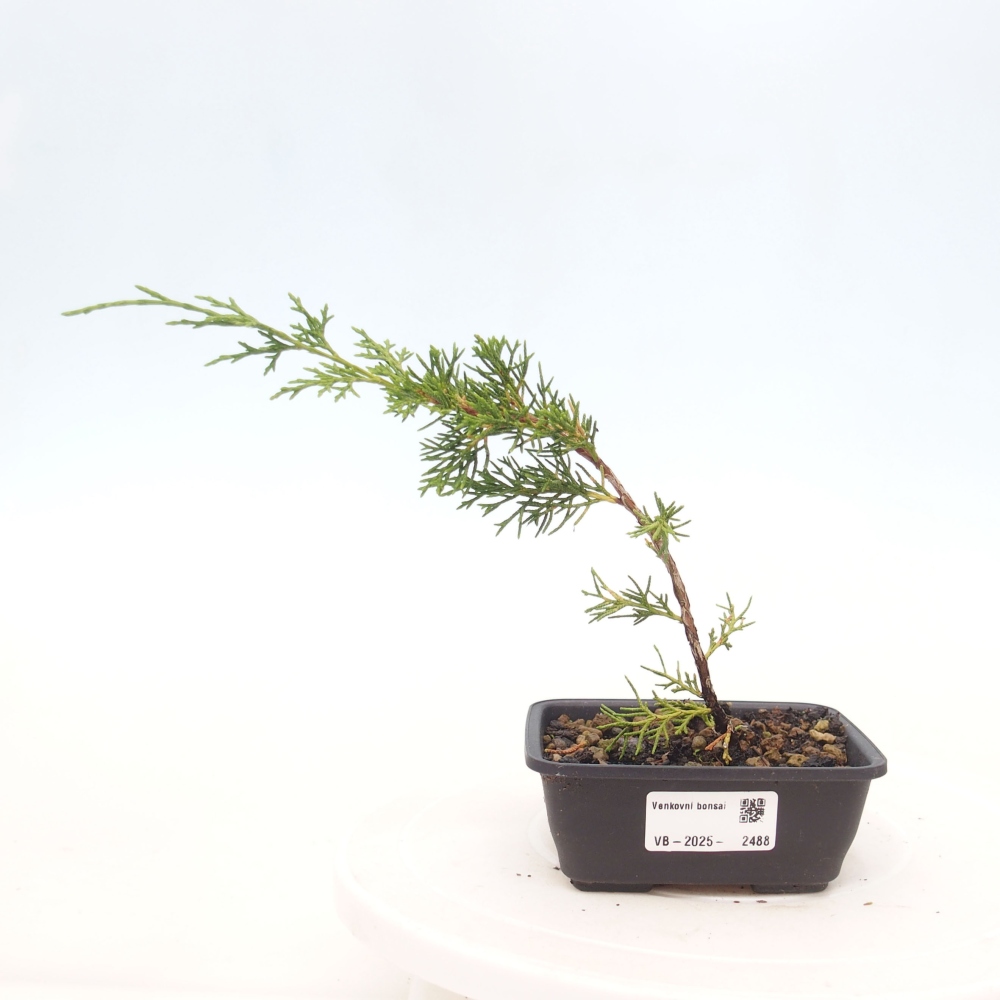 Outdoor bonsai - Juniperus chinensis Itoigawa - Chinese juniper