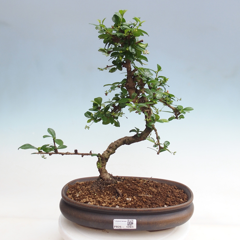 Room bonsai - Carmona macrophylla - Tea fuki