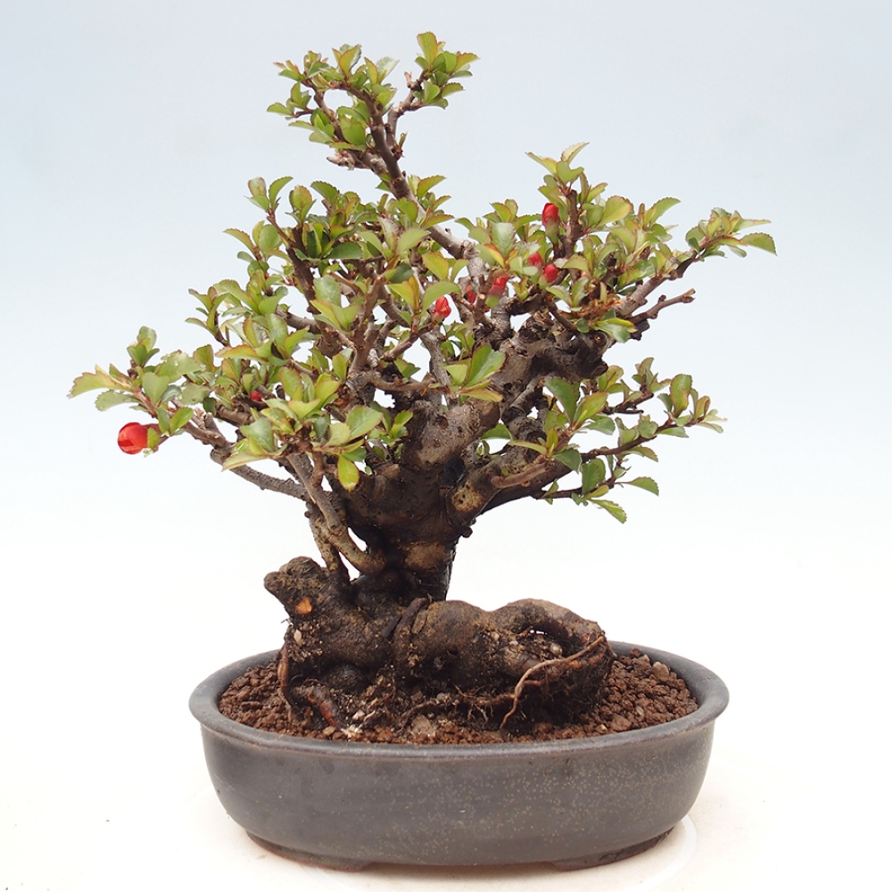 Outdoor bonsai - Chaneomeles speciosa - Quince