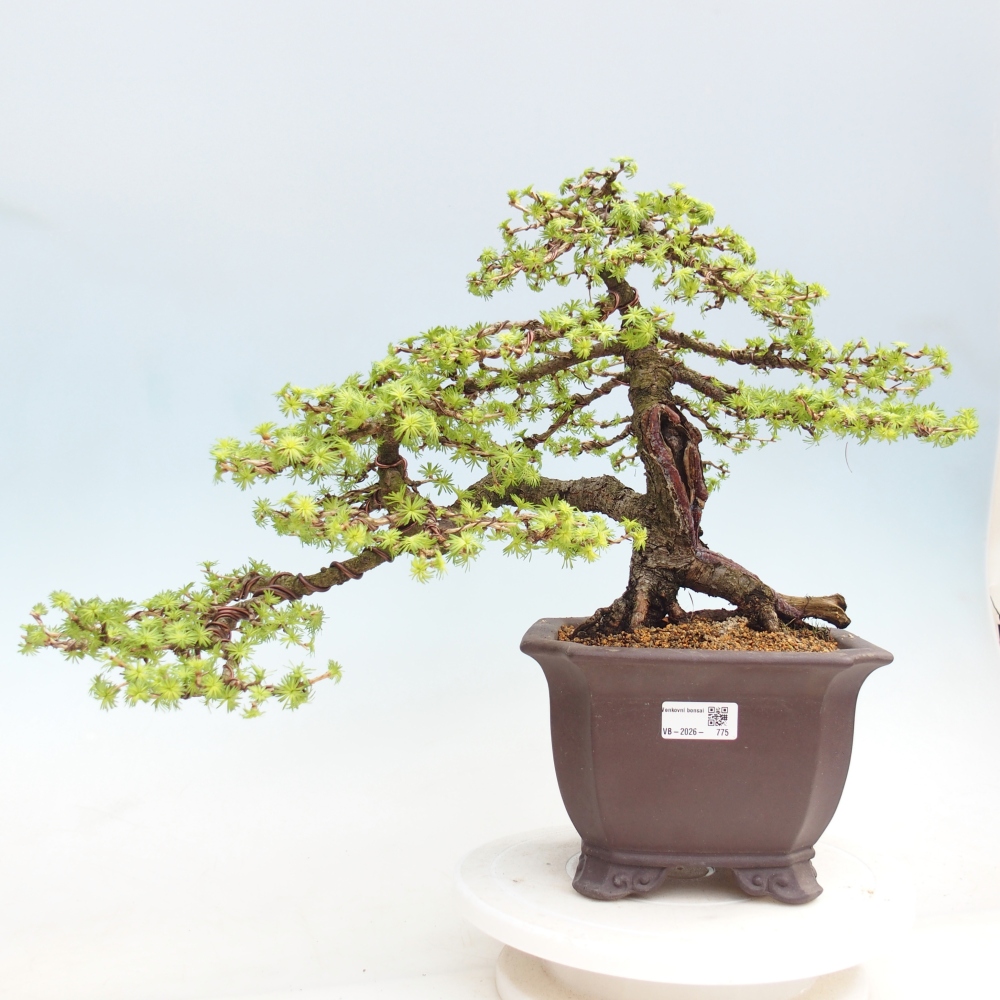 Outdoor bonsai -Larix decidua - Larch