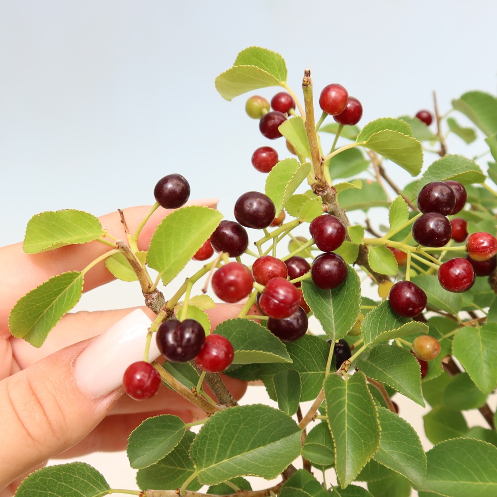 Outdoor Bonsai - Mahaleb Cherry - Prunus mahaleb