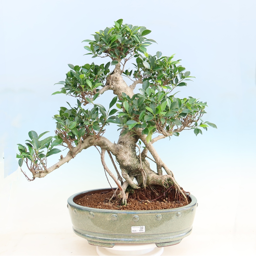Room bonsai - Ficus kimmen - small-leaved ficus