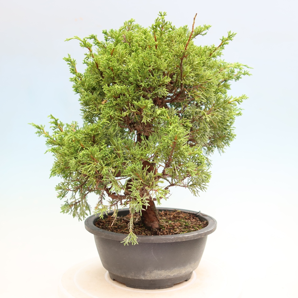 Outdoor Bonsai - Juniperus chinensis Itoigawa - Chinese Juniper