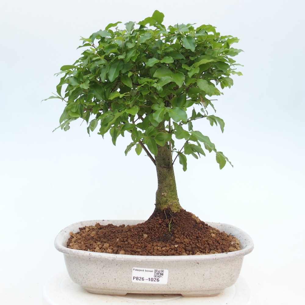 Room bonsai -Ligustrum chinensis - Birds Beak