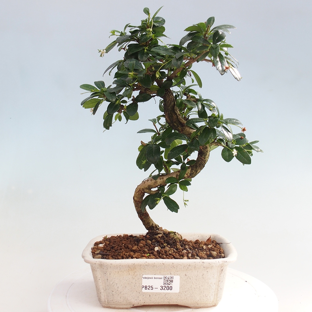 Indoor bonsai - Carmona macrophylla - Fuki tea