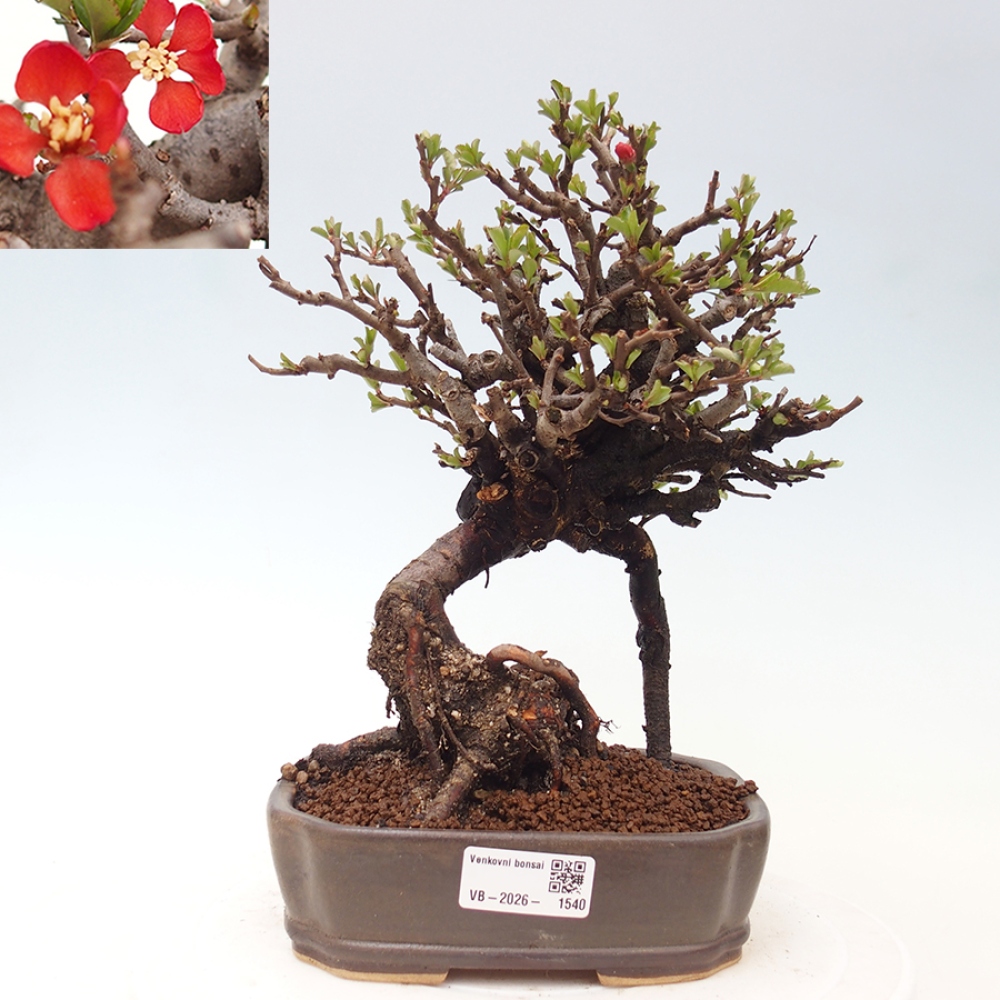 Outdoor bonsai - Chaneomeles speciosa - Quince