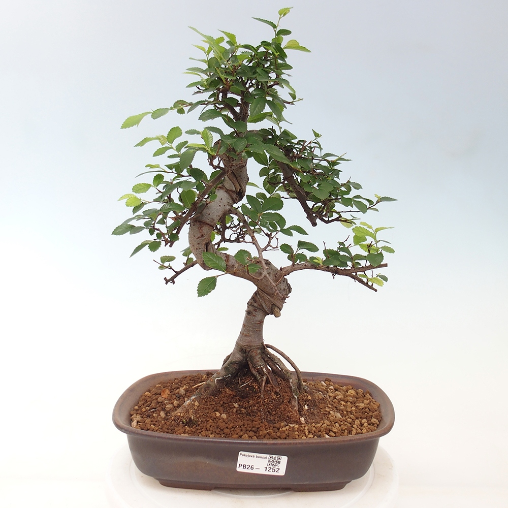 Room bonsai - Ulmus parvifolia - Small-leaved elm