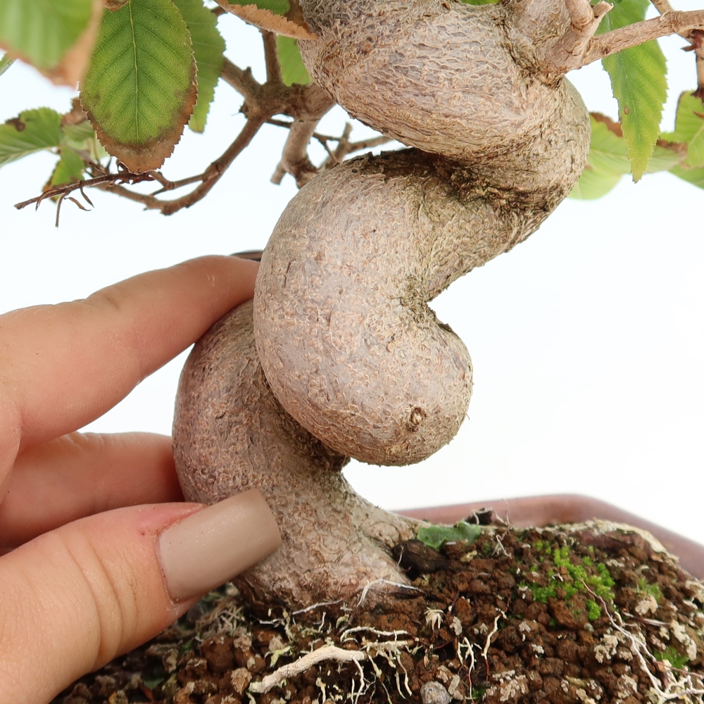 Outdoor bonsai -Carpinus CARPINOIDES - Korean Hornbeam