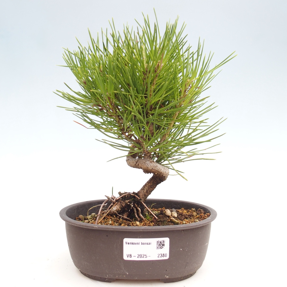 Outdoor bonsai - Pinus thunbergii - Thunbergia pine