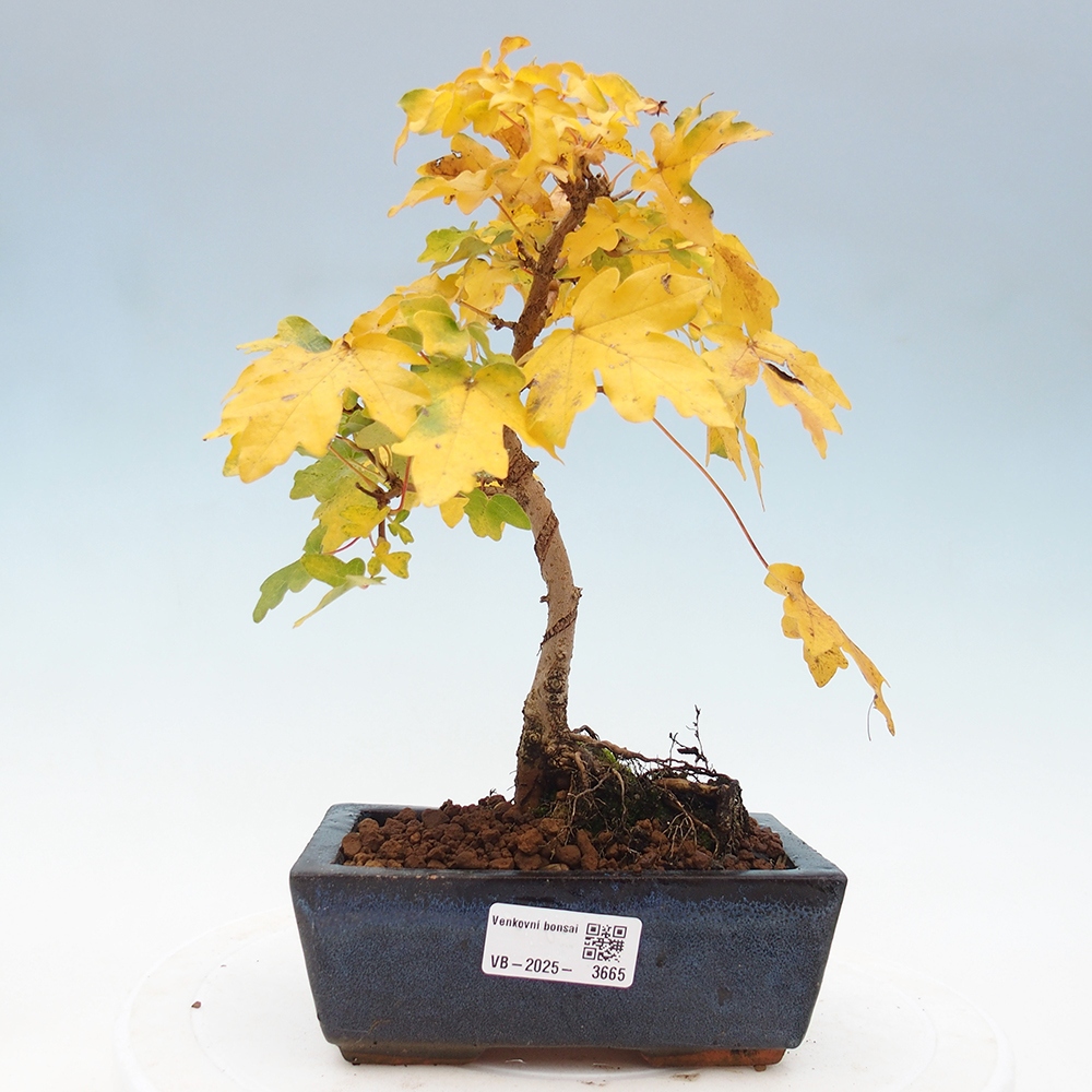 Outdoor bonsai - Acer campestre - Maple babyka