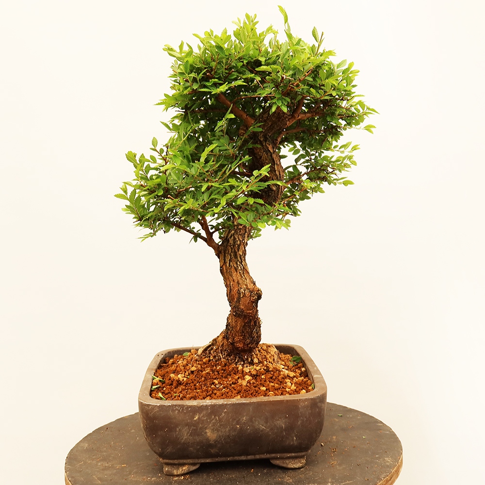 Outdoor bonsai - Zelkova - Zelkova NIRE