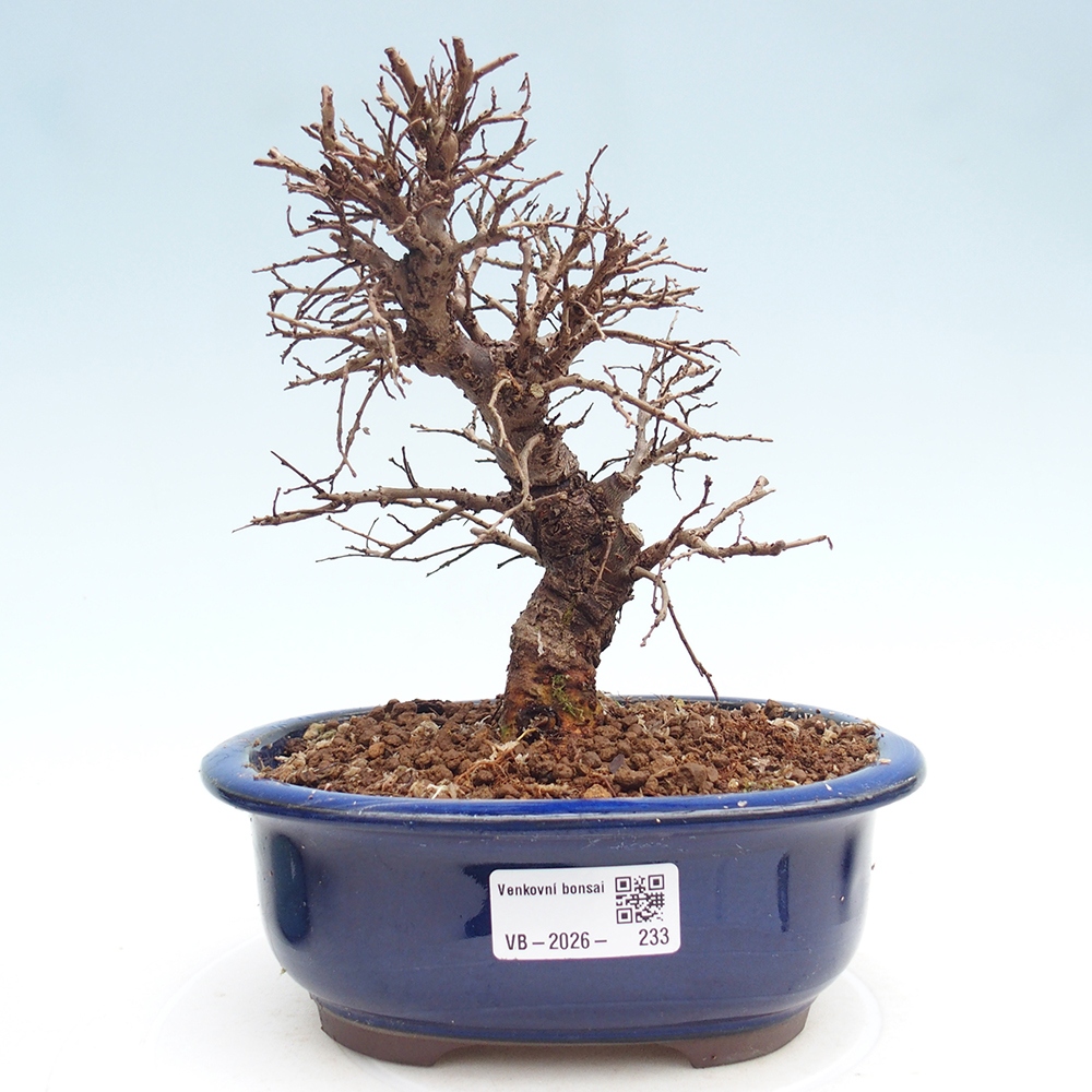 Outdoor bonsai - Zelkova - Zelkova NIRE