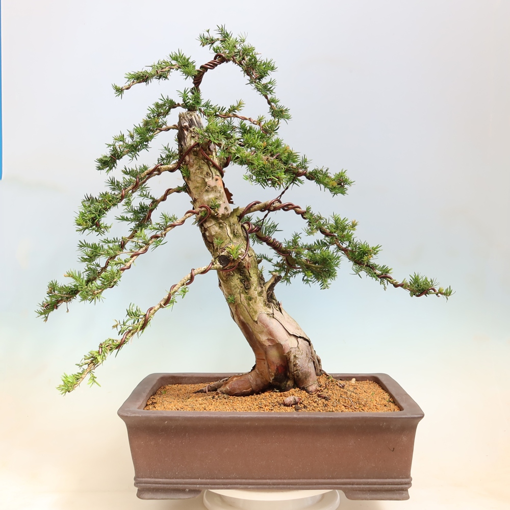 Outdoor Bonsai - Taxus baccata  - Red Yew