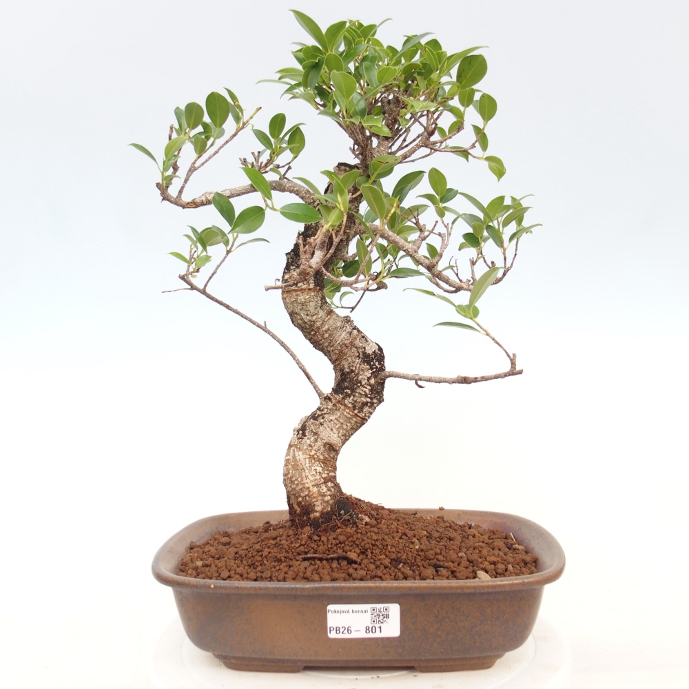 Indoor bonsai - Ficus kimmen - small-leaved ficus