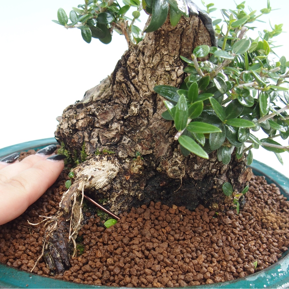 Indoor bonsai - Olea europaea sylvestris - European small-leaved olive oil
