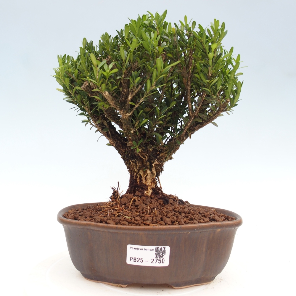 Indoor bonsai - Buxus harlandii - Cork boxwood