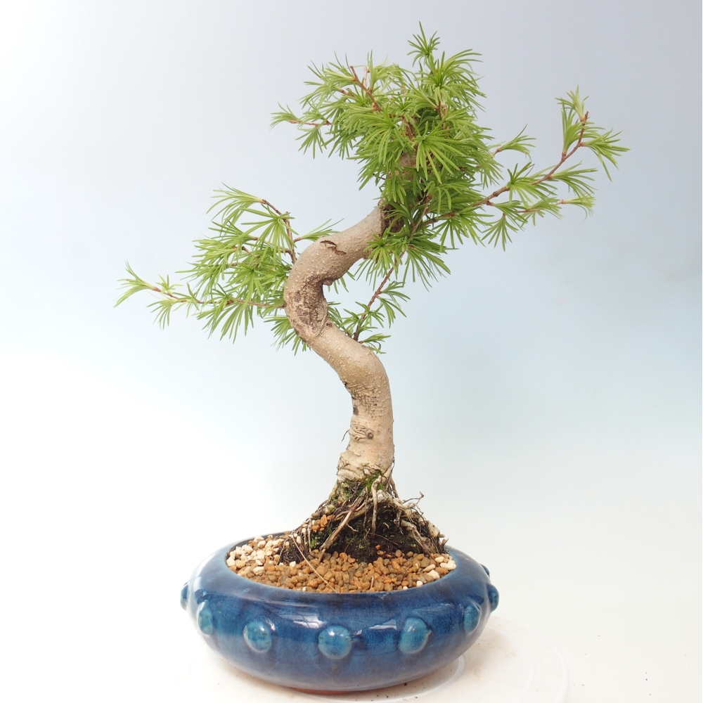Outdoor bonsai -Pseudolarix amabis-Pseudolarix amabis