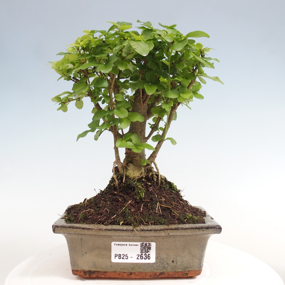 Indoor bonsai - Ligustrum chinensis - Bird's eye view